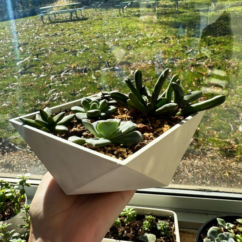 Geometric Succulent Arrangement